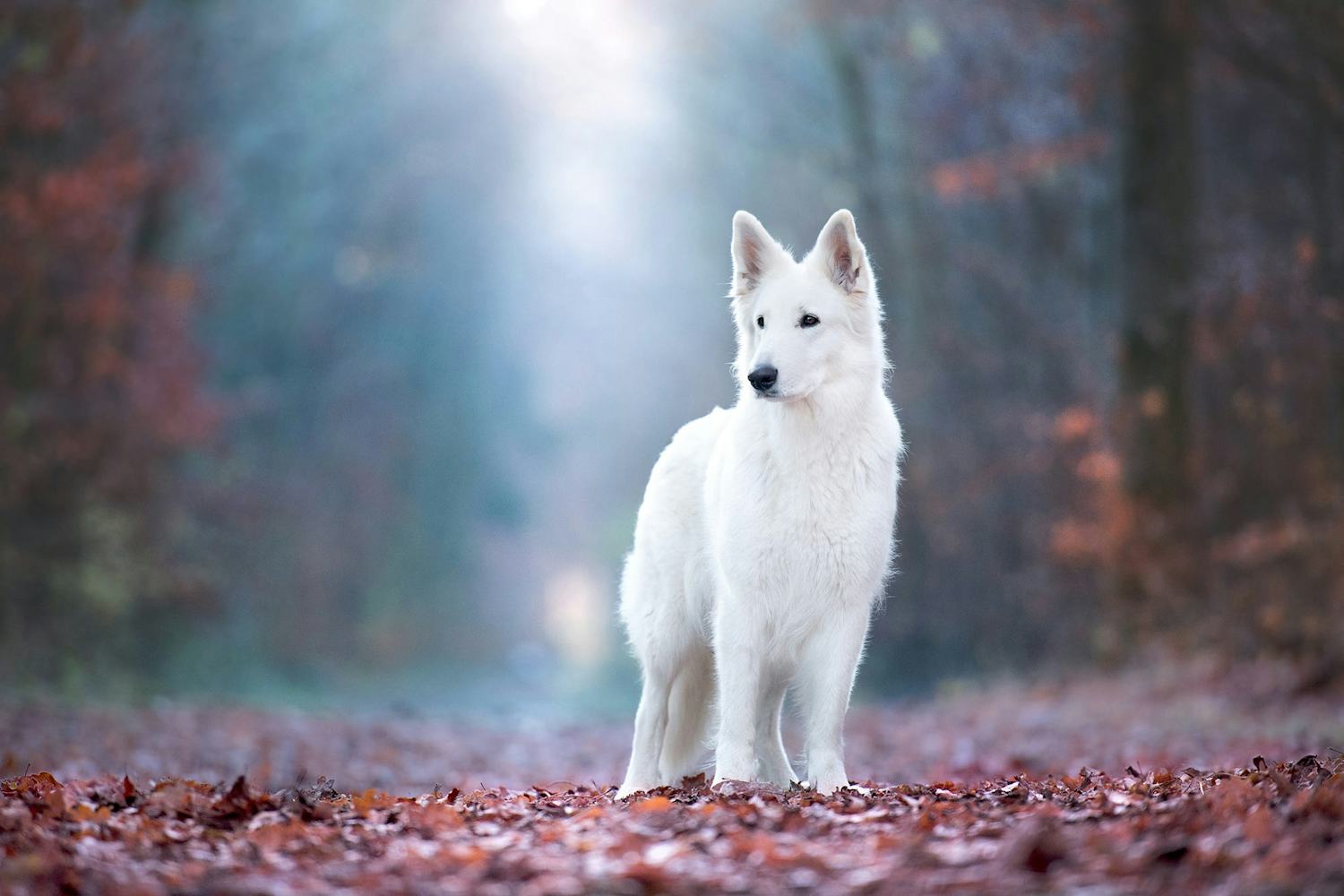 Secondary image of White Shepherd dog breed