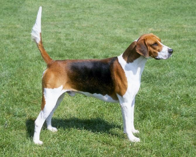 Secondary image of American Foxhound dog breed