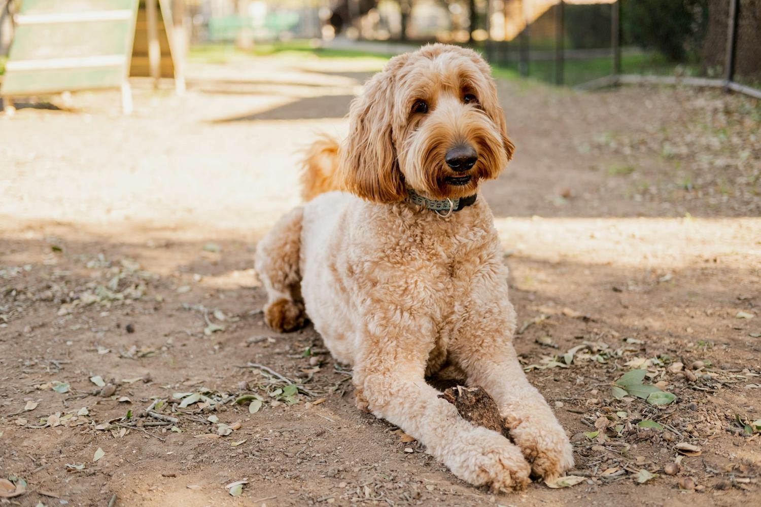 Secondary image of Goldendoodle dog breed