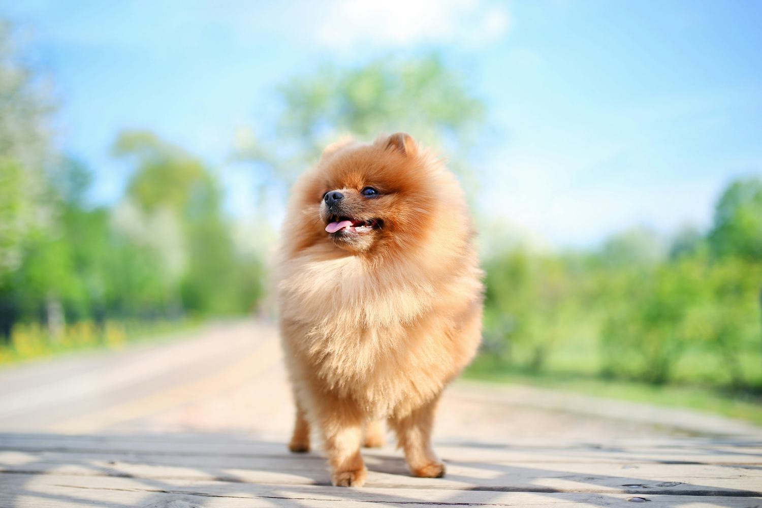 Secondary image of Pomeranian dog breed