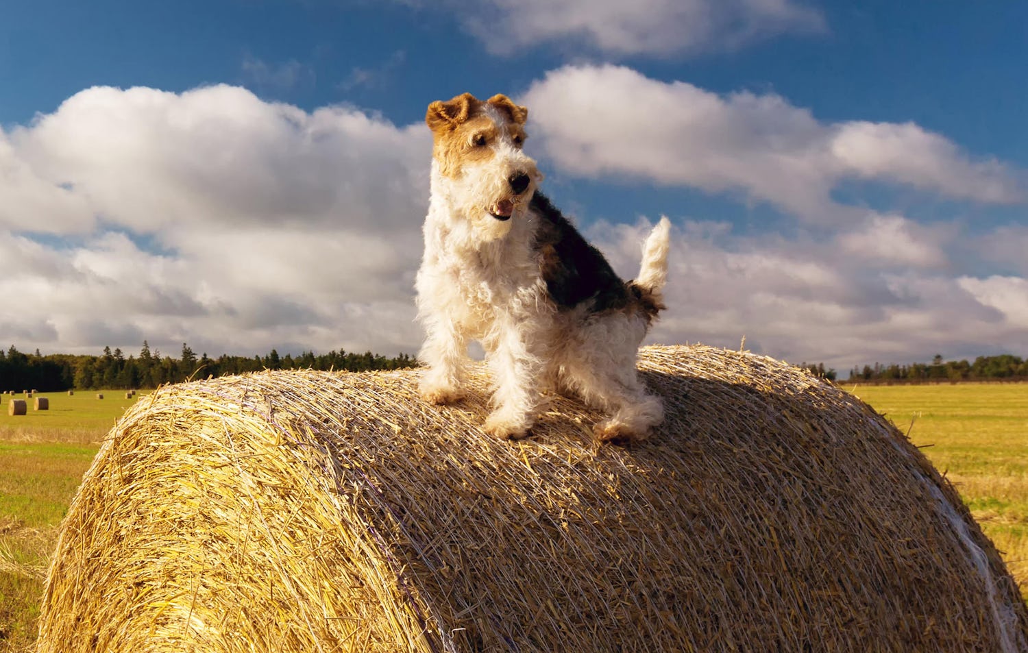 Secondary image of Wire Hair Fox Terrier dog breed