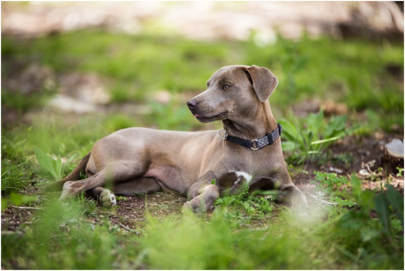 Secondary image of Blue Lacy dog breed