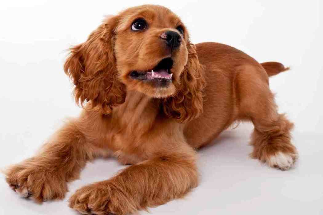 Secondary image of Cocker Spaniel dog breed