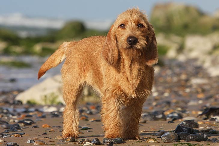 Secondary image of Basset Fauve De Bretagne dog breed