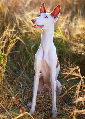 Secondary image of Ibizan Hound dog breed