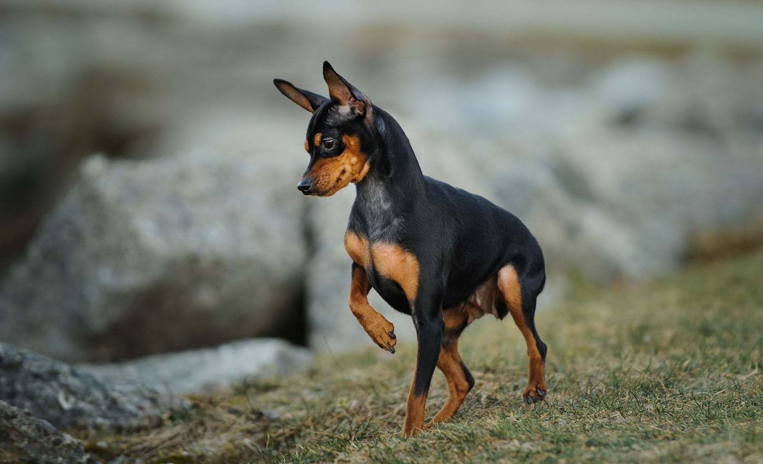 Secondary image of Miniature Pinscher dog breed