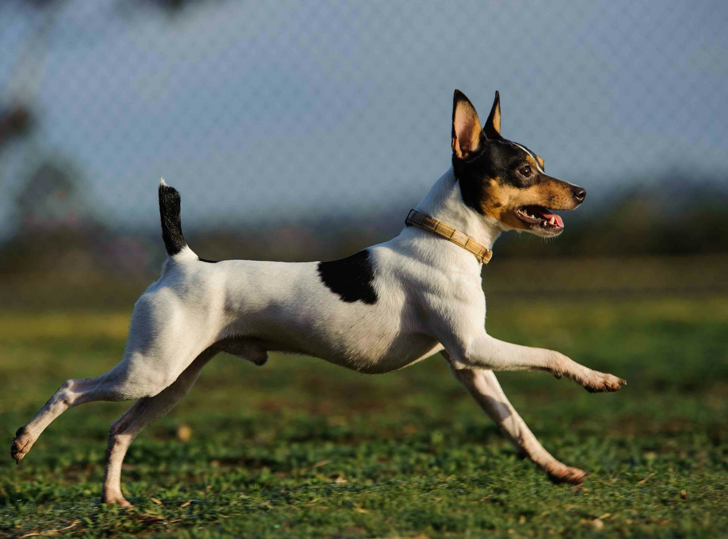 Secondary image of Toy Fox Terrier dog breed