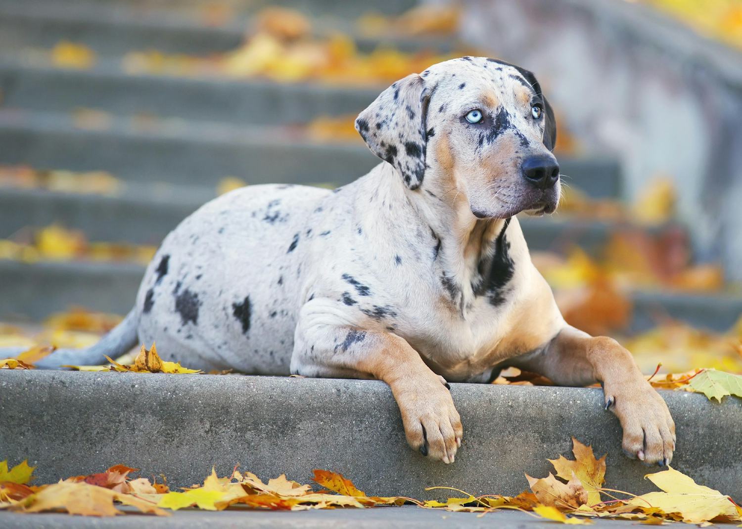 Secondary image of American Leopard Hound dog breed