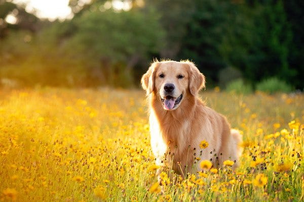Secondary image of Golden Retriever dog breed