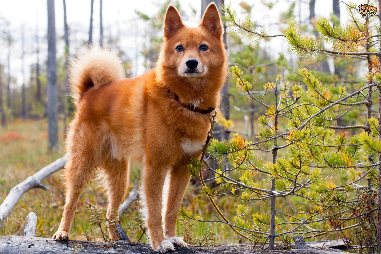Secondary image of Finnish Spitz dog breed
