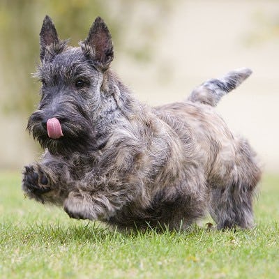 Secondary image of Scottish Terrier dog breed