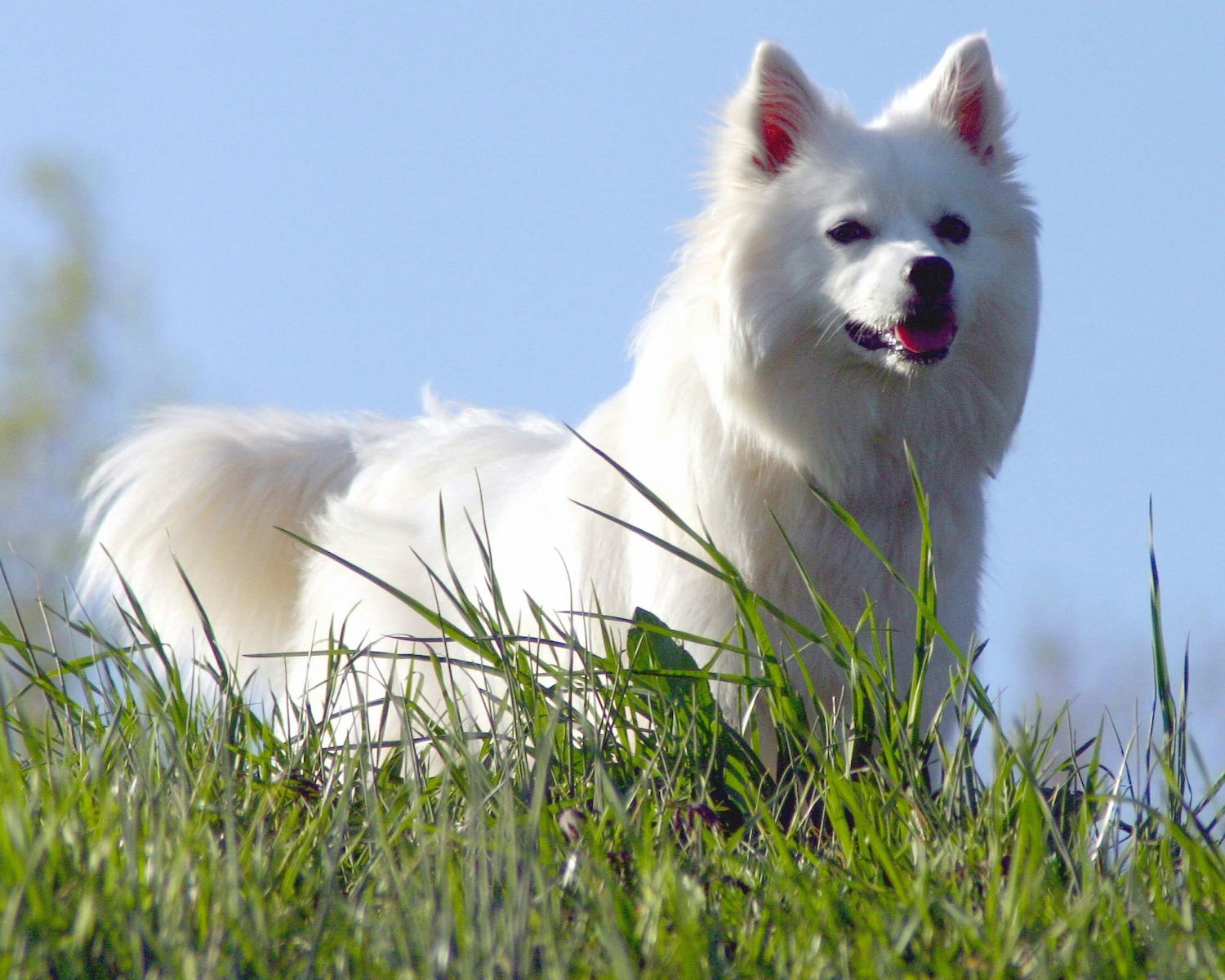 Secondary image of American Eskimo Dog dog breed