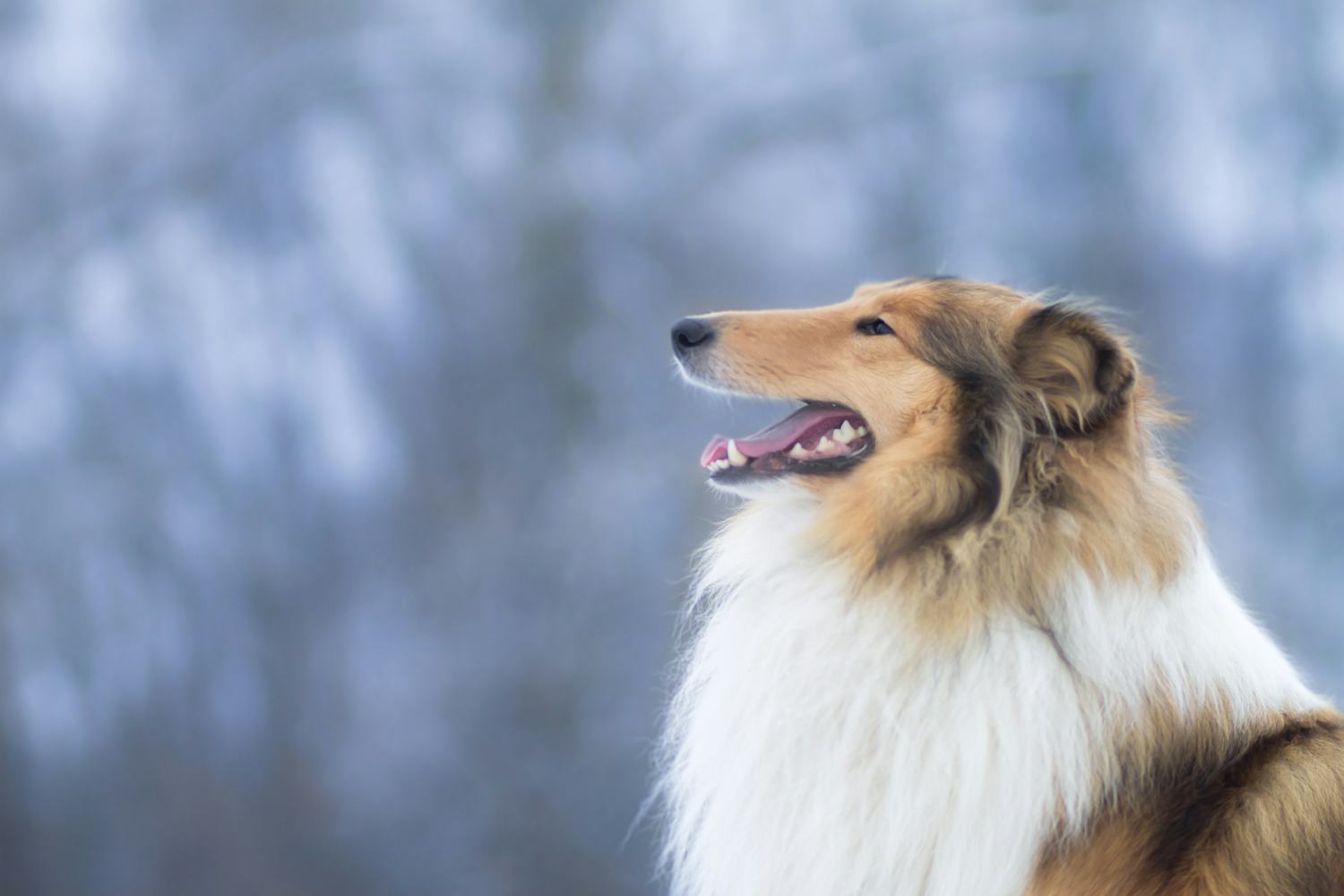 Secondary image of Collie dog breed
