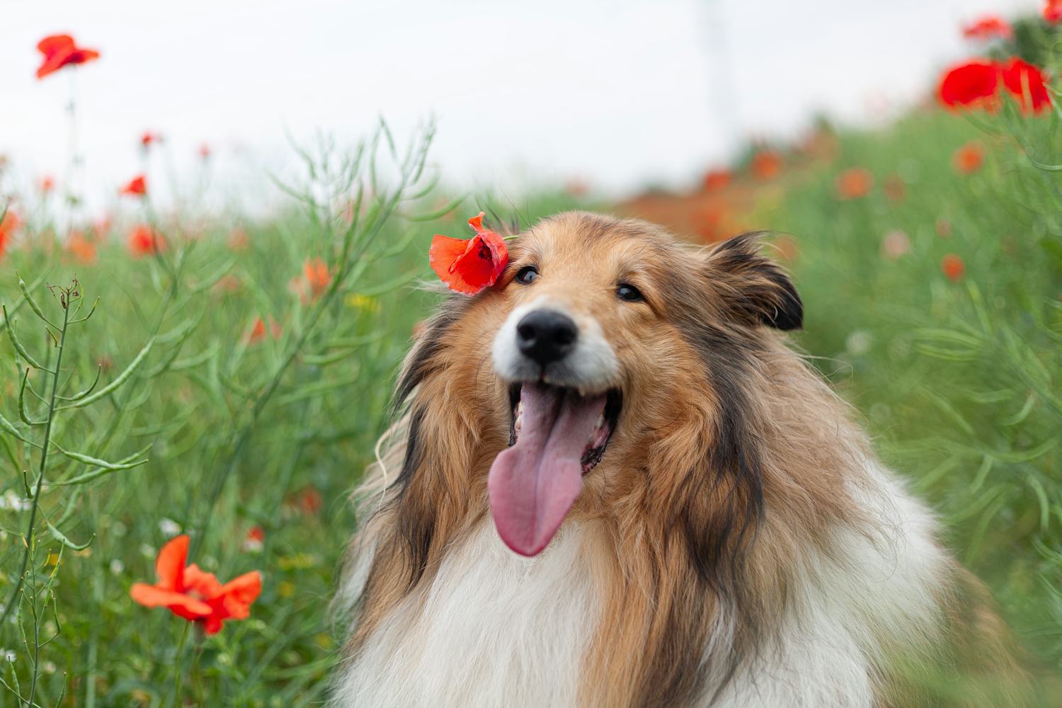 Secondary image of Collie dog breed