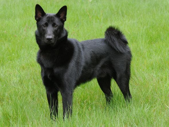 Secondary image of Black Norwegian Elkhound dog breed