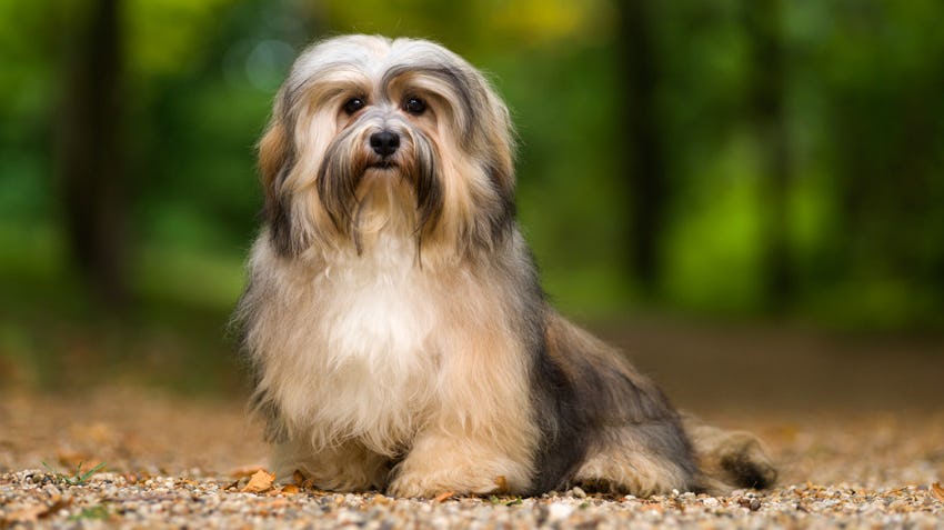 Secondary image of Havanese dog breed