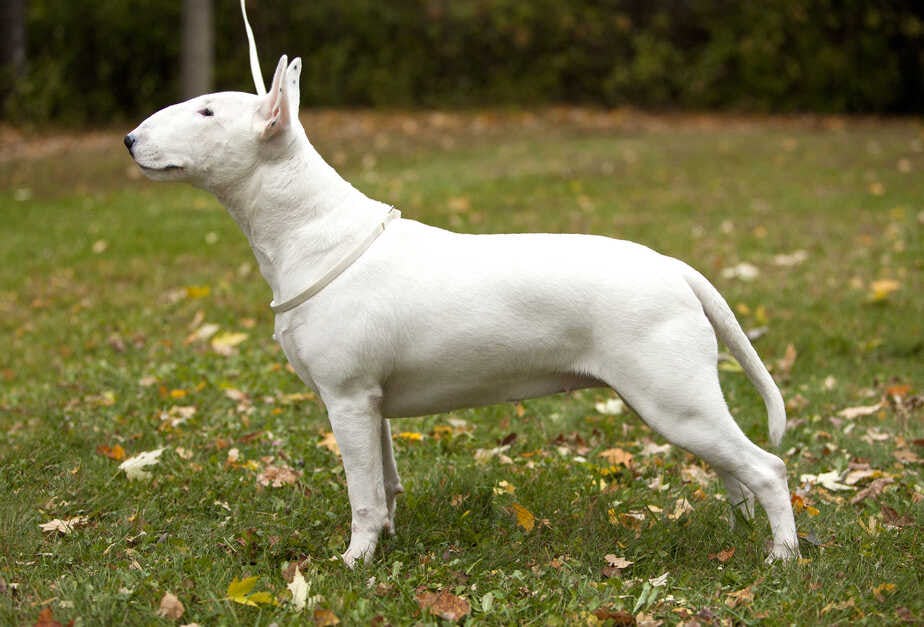 Secondary image of Bull Terrier dog breed