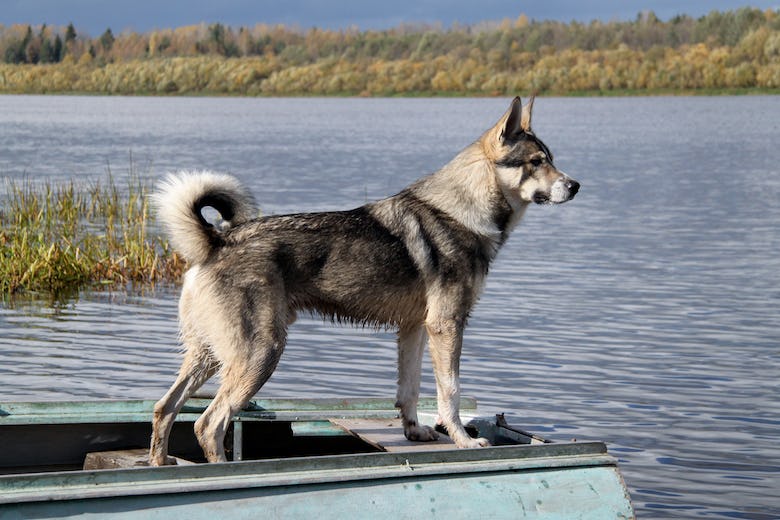 Secondary image of Canadian Eskimo Dog dog breed