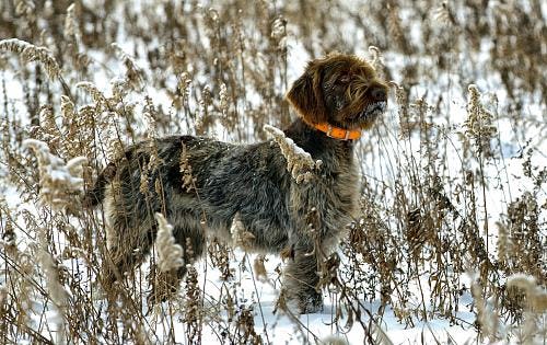 Secondary image of Wirehaired Pointing Griffon dog breed