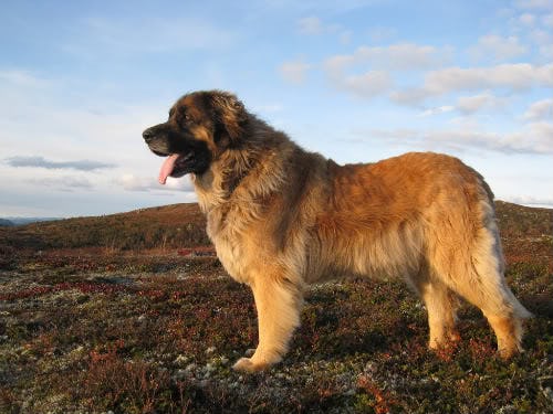 Secondary image of Leonberger dog breed