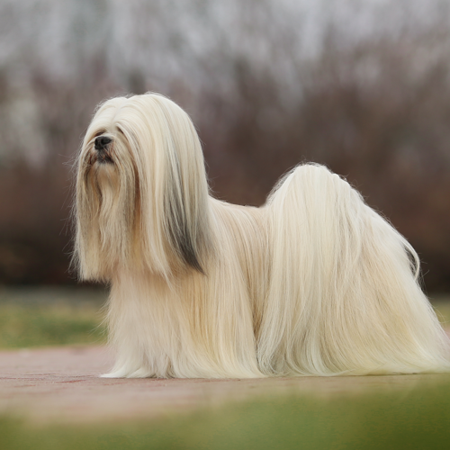 Secondary image of Lhasa Apso dog breed