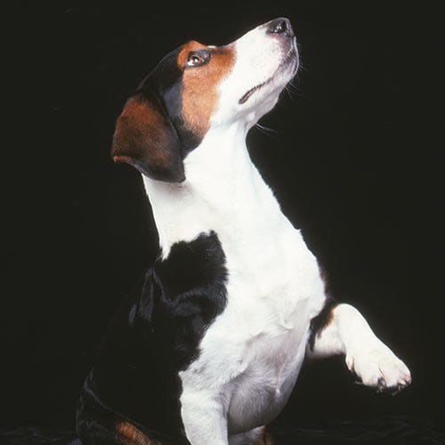 Secondary image of Drever dog breed