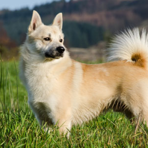 Secondary image of Norwegian Buhund dog breed