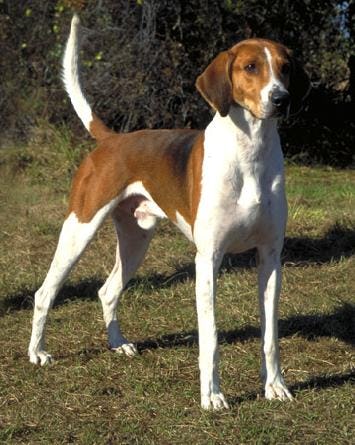 Secondary image of Black And Tan Virginia Foxhound dog breed