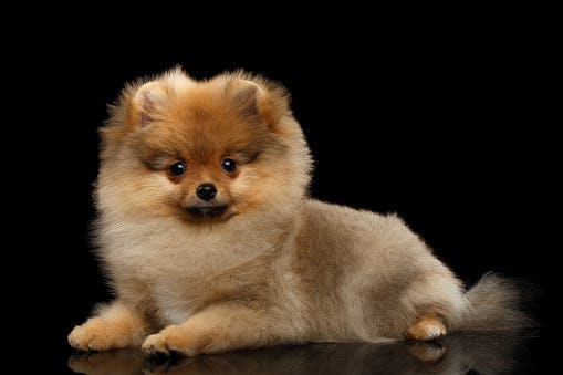 Secondary image of Pomeranian dog breed