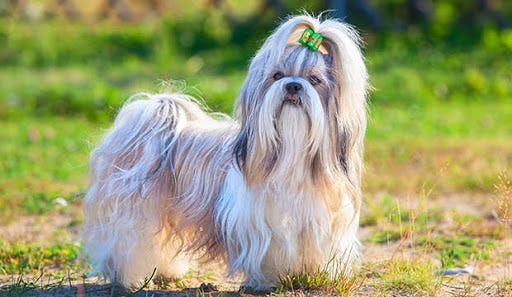 Secondary image of Shih Tzu dog breed