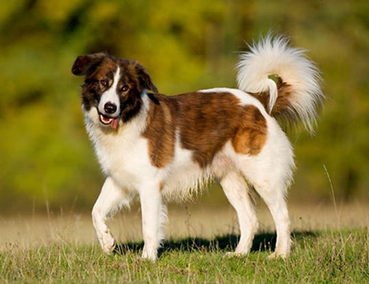 Secondary image of Aidi dog breed
