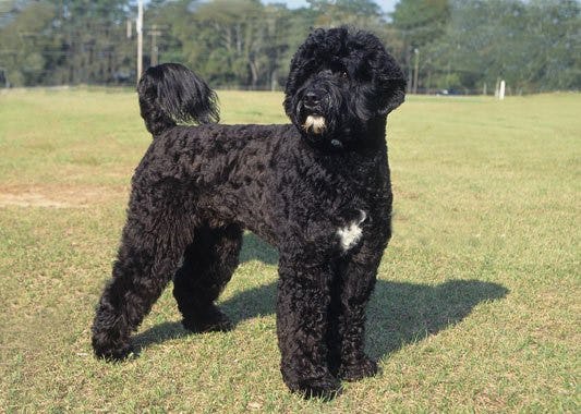 Secondary image of Portuguese Water Dog dog breed