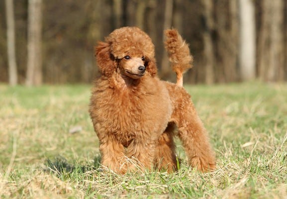Secondary image of Poodle dog breed