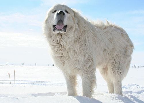 Secondary image of Great Pyrenees dog breed