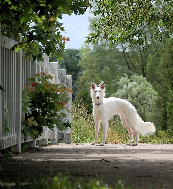 Secondary image of Silken Windhound dog breed