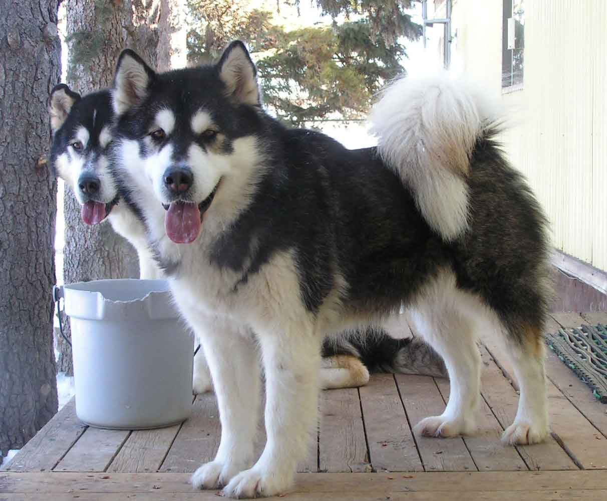 Secondary image of Alaskan Malamute dog breed