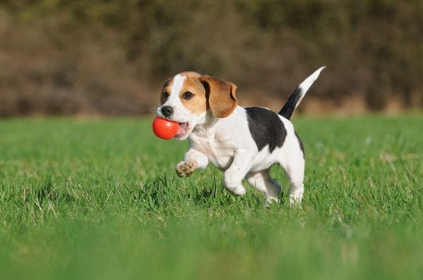 Secondary image of Beagle dog breed