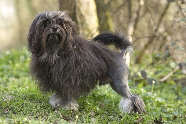Secondary image of Lowchen dog breed