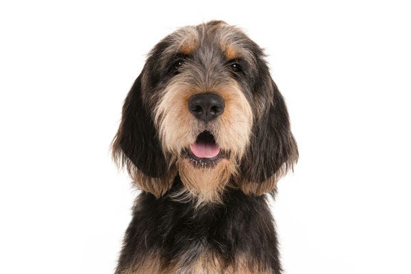 Secondary image of Otterhound dog breed