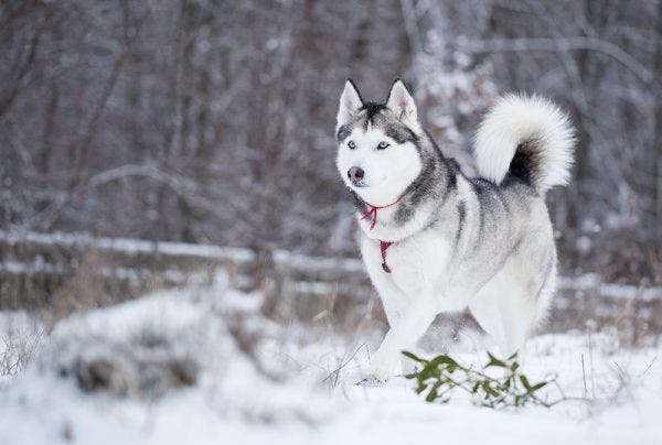 Secondary image of Siberian Husky dog breed