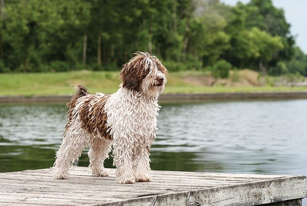 Secondary image of Spanish Water Dog dog breed