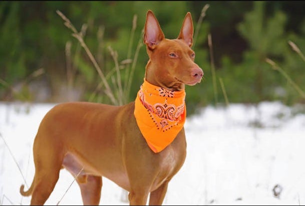Secondary image of Pharaoh Hound dog breed