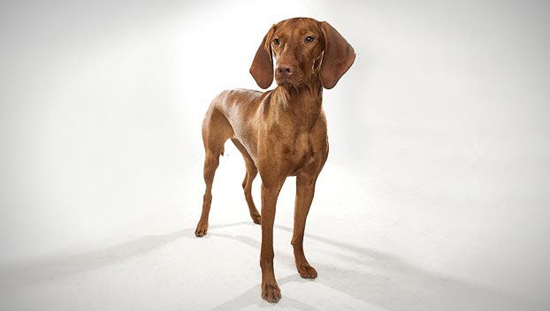 Secondary image of Vizsla dog breed