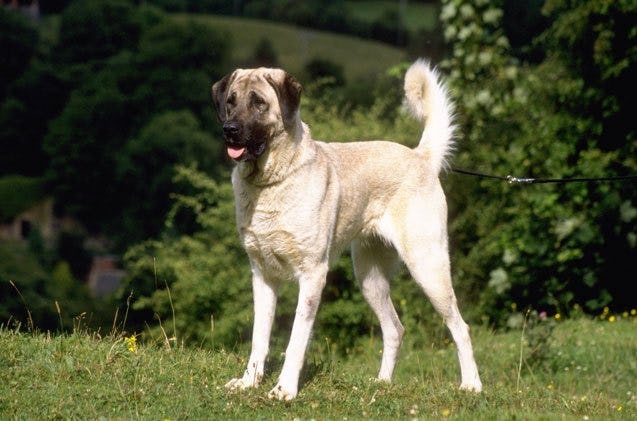 Secondary image of Anatolian Shepherd Dog dog breed