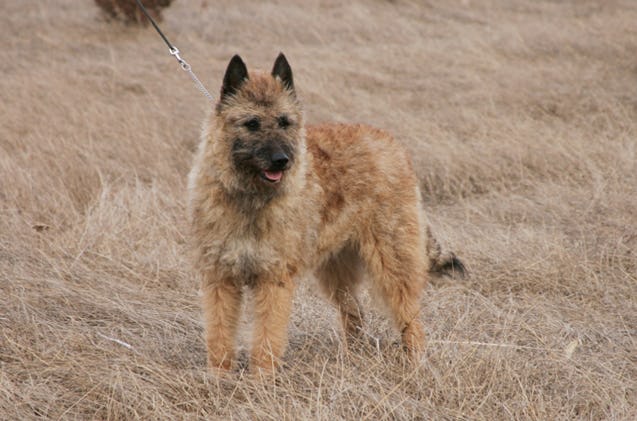 Secondary image of Belgian Laekenois dog breed