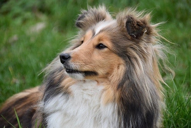 Secondary image of Shetland Sheepdog dog breed
