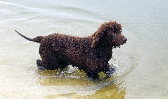Secondary image of Irish Water Spaniel dog breed