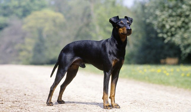 Secondary image of Manchester Terrier dog breed