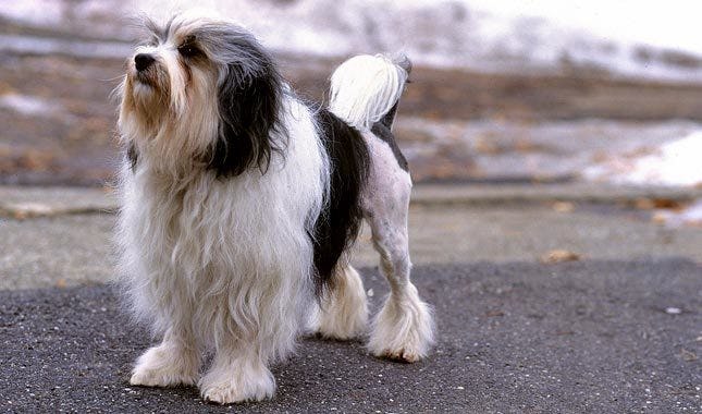 Secondary image of Lowchen dog breed