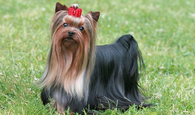 Secondary image of Yorkshire Terrier dog breed